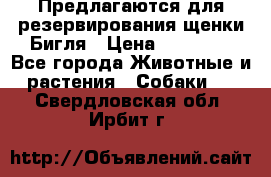 Предлагаются для резервирования щенки Бигля › Цена ­ 40 000 - Все города Животные и растения » Собаки   . Свердловская обл.,Ирбит г.